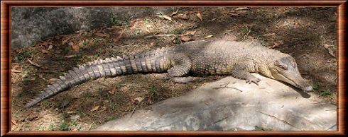 Faux-gavial d'Afrique 07