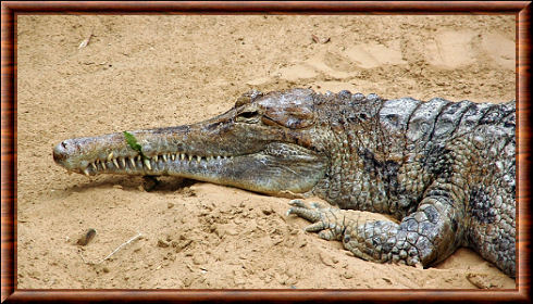 Faux-gavial de Malaisie 02