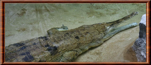 Faux-gavial de Malaisie 05