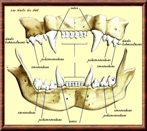 Felin dentition