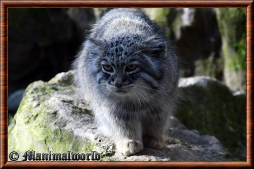 Felis manul