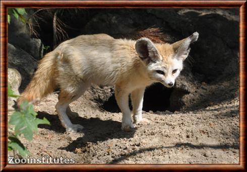 Fennec au zoo de Gdansk