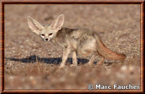 Fennec Dakhla-Oued Ed-Dahab Maroc