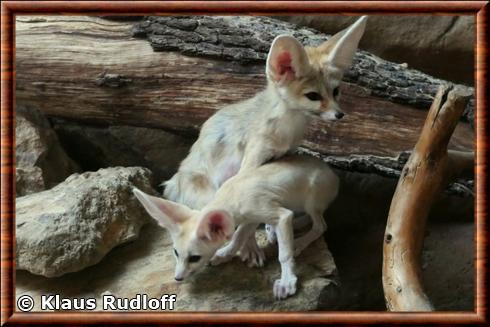 Fennec femelle et son petit.jpg