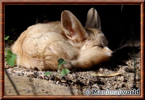 Fennec (Vulpes zerda)