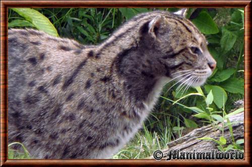 Fishing cat (Prionailurus viverrinus)