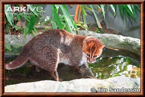 Flat-headed cat (Prionailurus planiceps)