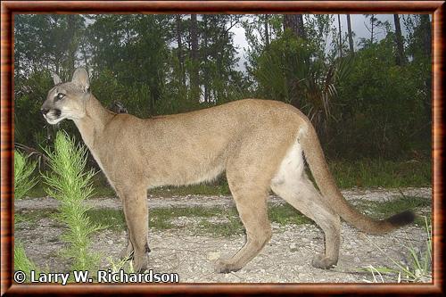 Florida panther (Puma concolor coryi)