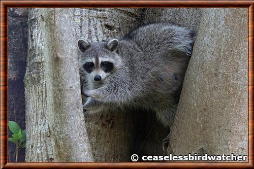 Florida raccoon