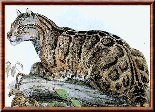 Formosan clouded leopard