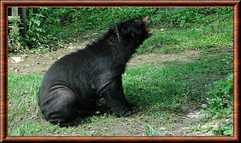 Formosan black bear