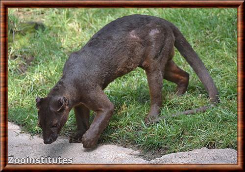 Fossa bioparc Valencia