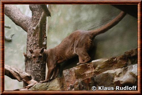 Fossa by Klaus Rudloff