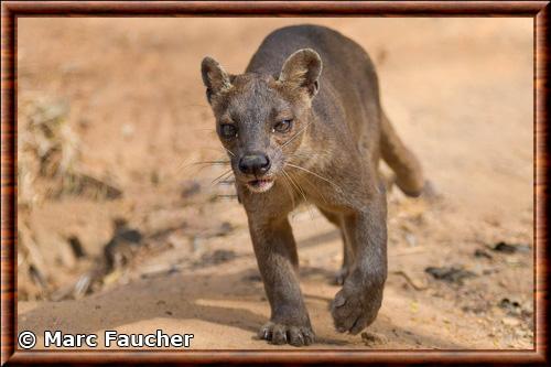 Fossa (Cryptoprocta ferox)