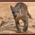 Fossa cryptoprocta ferox