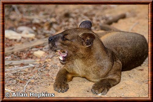 Fossa de Madagascar