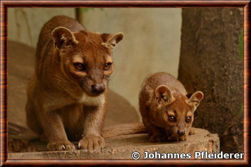 Fossa femelle zoo de Duisbourg