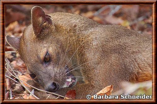 Fossa gros plan