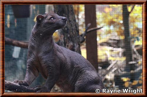 Fossa portrait