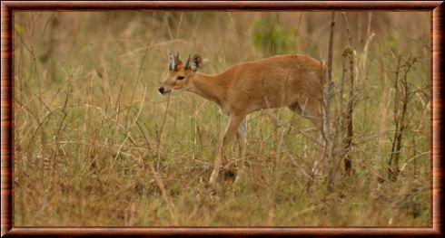 Four-horned Antelope