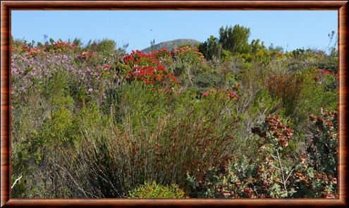 Fynbos