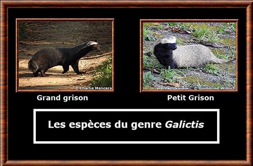 Galictis