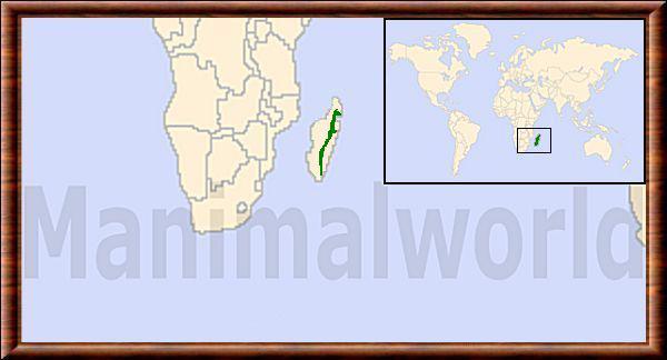 Galidictis fasciata repartition