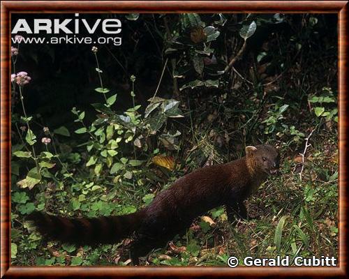 Galidie unicolore (Salanoia concolor)