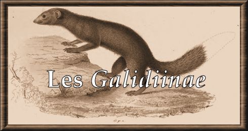 Galidiinae