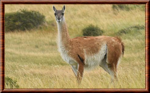 guanaco lama