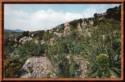 Garrigue