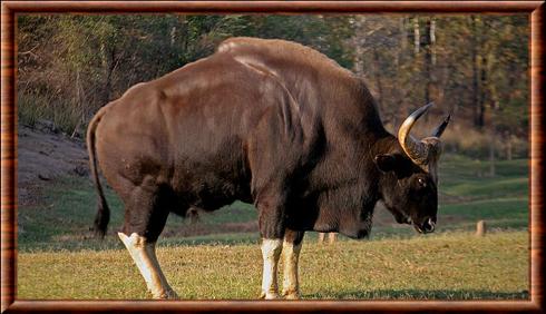 Gaur 07