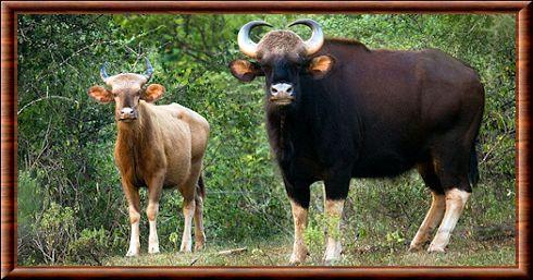 Gaur blanc