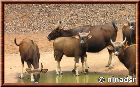 Gaur en troupeau