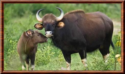 Gaur femelle