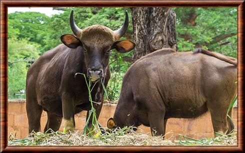 Gaur zoo de Mysore