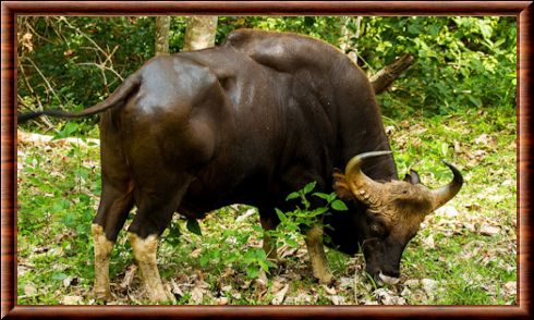 Gaur (Bos gaurus)