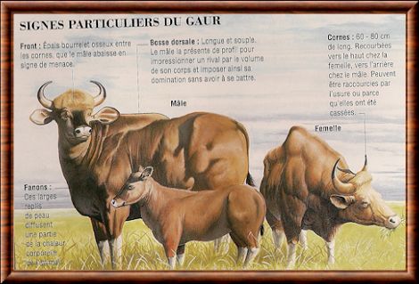 Gaur 01