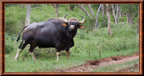 Gaur