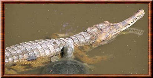 Gavial de Schlegel