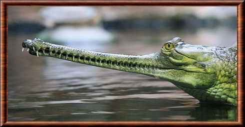 Gavial du Gange (Gavialis gangeticus)