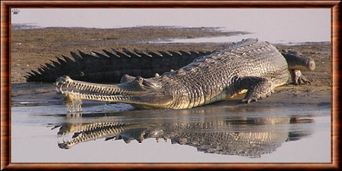 Gavial du Gange 01