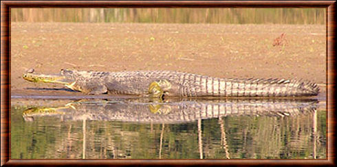 Gavial du Gange 04