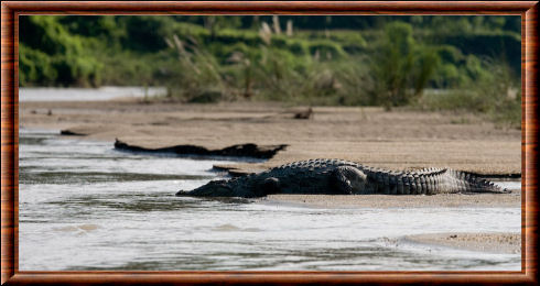 Gavial du Gange