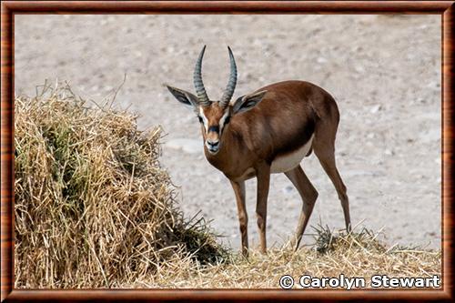 Gazelle d'Arabie