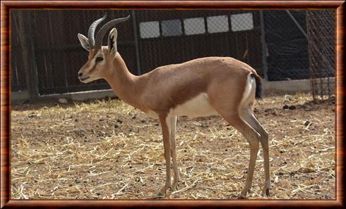 Gazelle dorcas isabelline (Gazella dorcas isabella)