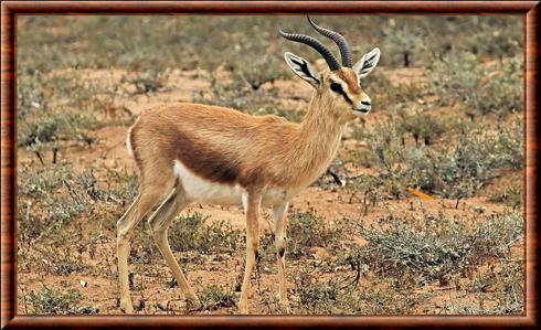 Gazelle dorcas du Maroc (Gazella dorcas massaesyla)
