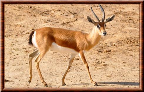 Gazelle dorcas sahraouie (Gazella dorcas osiris)
