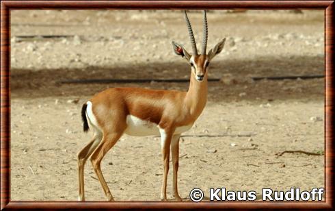 Gazelle dorcas de Pelzeln (Gazella dorcas pelzelni)