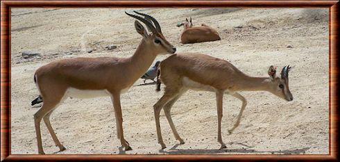 Gazella dorcas